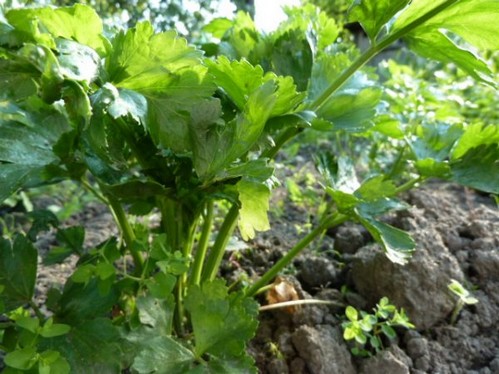Сельдерей листовой: выращивание и уход в открытом грунте