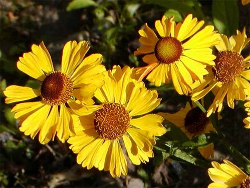 Желтые многолетние цветы: обзор растений