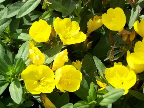 Желтый цветок: названия и фото видов мелких весенних многолетников на клумбе