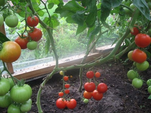 посев томатов на рассаду ганичкина видео