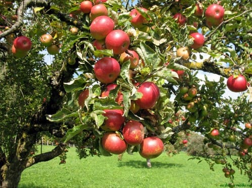 Яблоня солнцедар секреты выращивания и урожайность